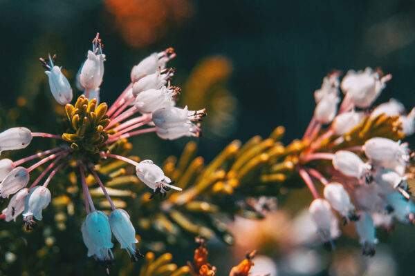 Dr. Sarah Johnston – Periodontist