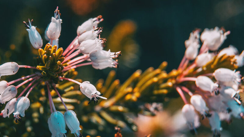 Dr. Sarah Johnston – Periodontist